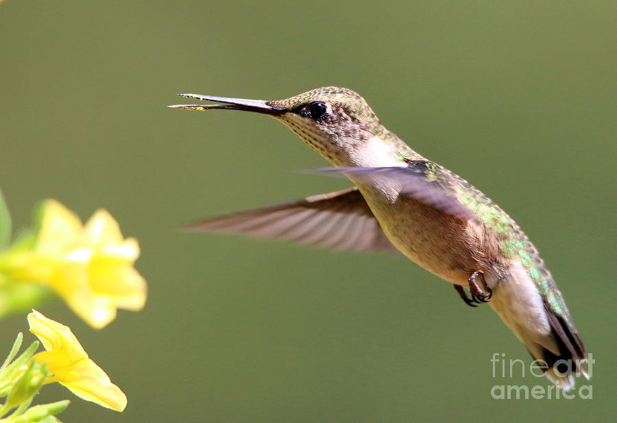 Hummingbird 3733 Photograph by Jack Schultz