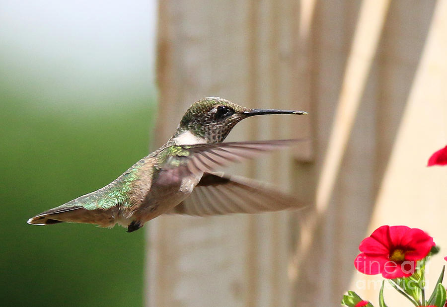 Hummingbird 3781 Photograph by Jack Schultz