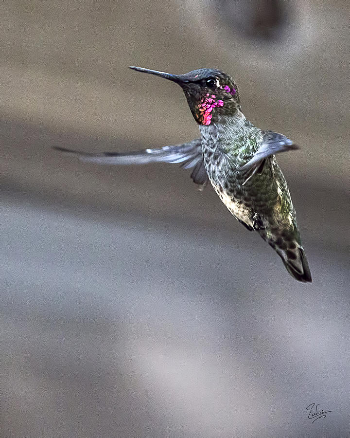 Hummingbird 4 Photograph by Endre Balogh