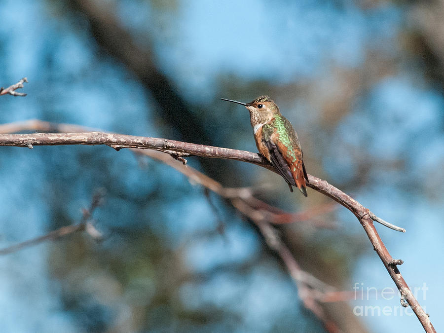 Bird Photograph - Hummingbird 4 by Kim  Rollins Kim Rollins Imaging Fine Arts