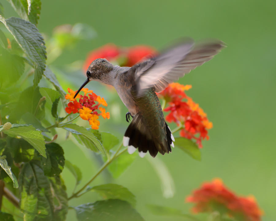 Hummingbird #4 Photograph by Lonnie Wooten - Fine Art America