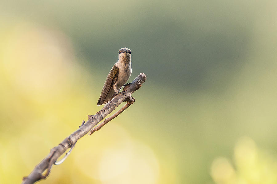 Hummingbird 4 Photograph by Victor Culpepper