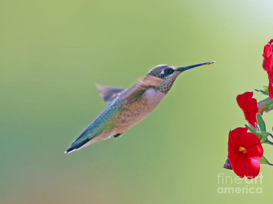 Hummingbird 4573 Photograph by Jack Schultz