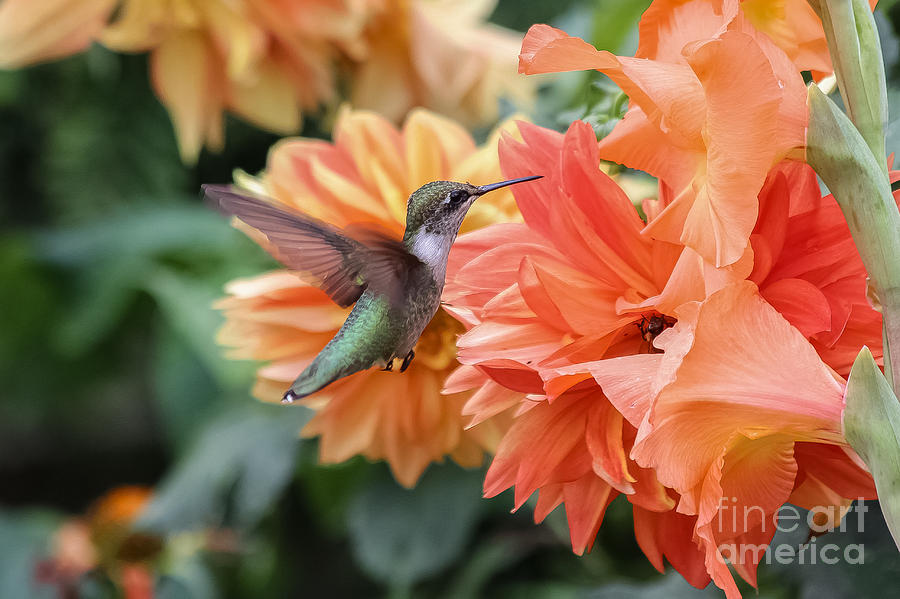 Hummingbird Photograph - Female Hummingbird  by Elizabeth Ann