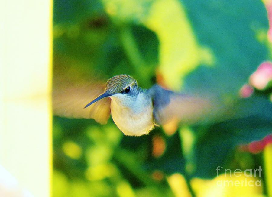 Hummingbird 5 Photograph by Judy Via-Wolff