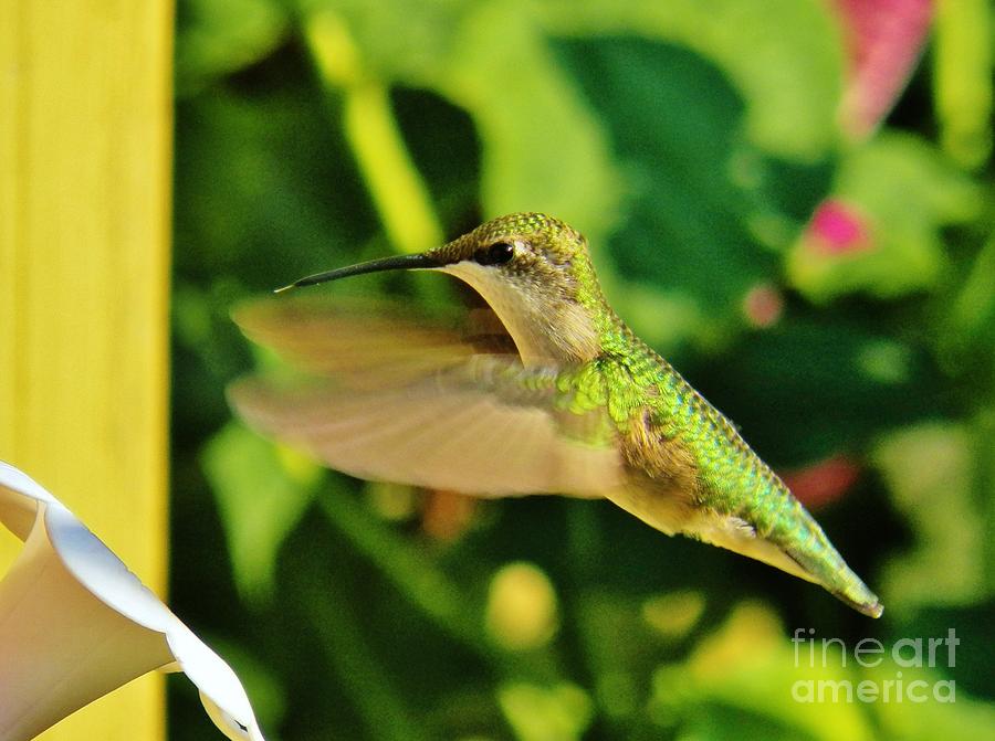Hummingbird 6 Photograph by Judy Via-Wolff