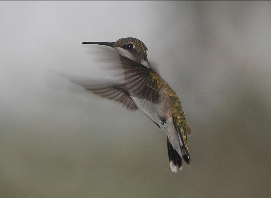 Hummingbird 6 Photograph by Leticia Latocki
