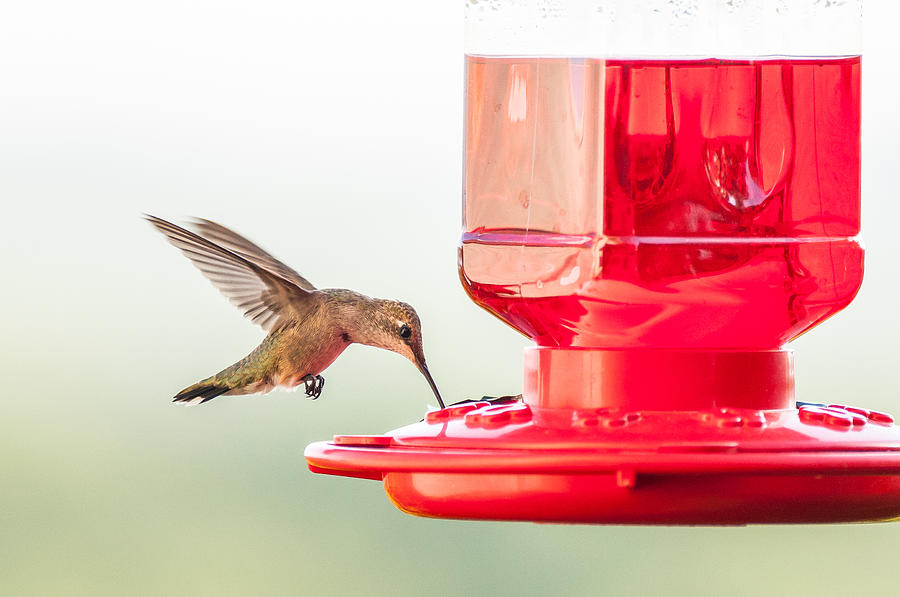 Hummingbird 6 Photograph by Victor Culpepper