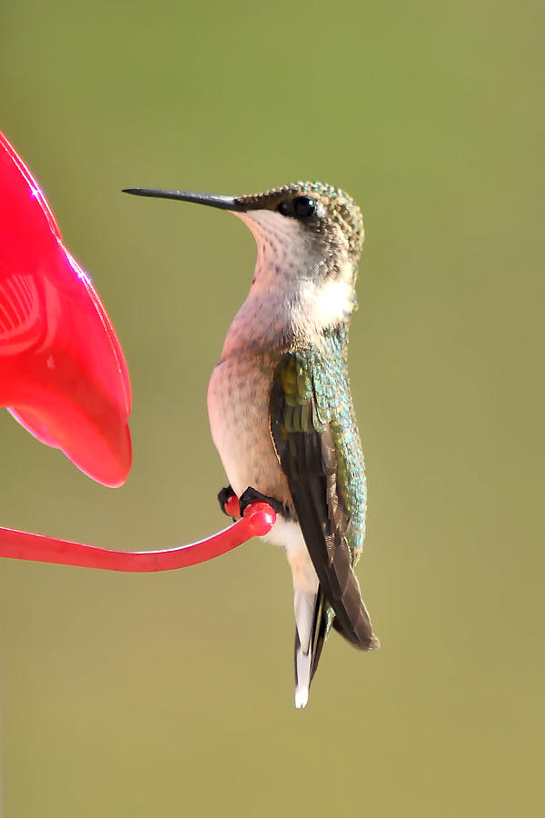 Hummingbird 64 Photograph by Gene Tatroe