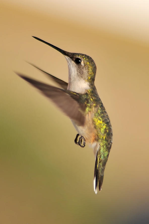 Hummingbird 65 Photograph by Gene Tatroe