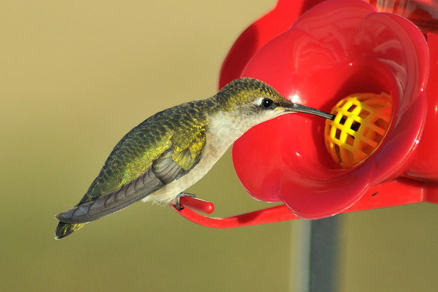 Hummingbird 66 Photograph by Gene Tatroe