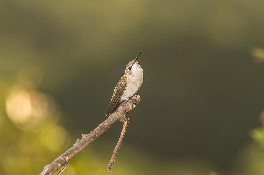 Hummingbird 7 Photograph by Victor Culpepper