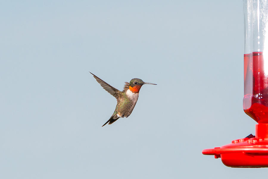 Hummingbird 8 Photograph by Victor Culpepper