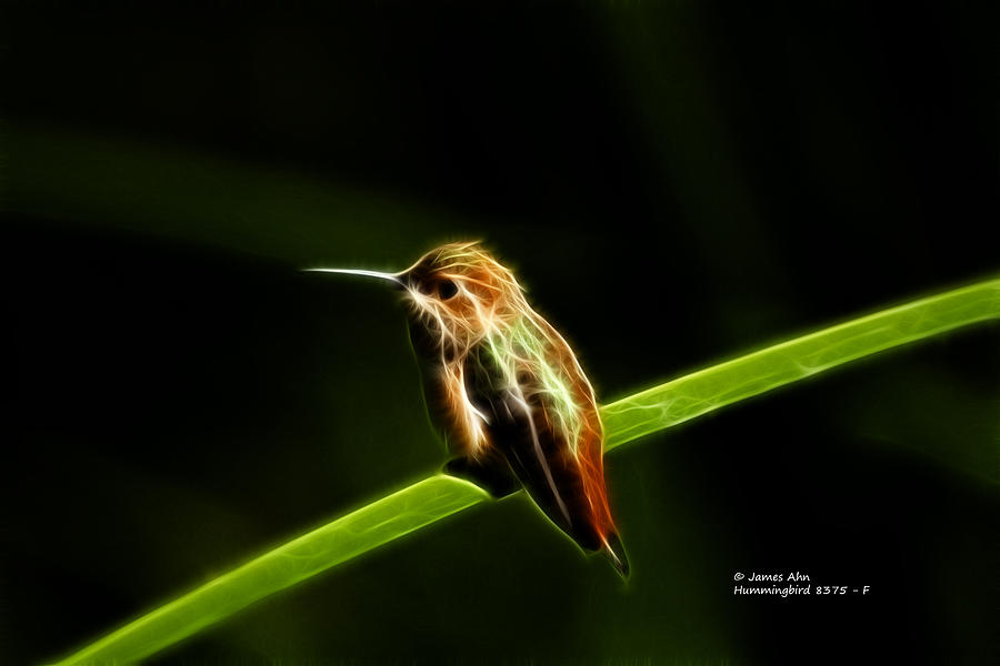 Hummingbird 8375 - F Digital Art by James Ahn