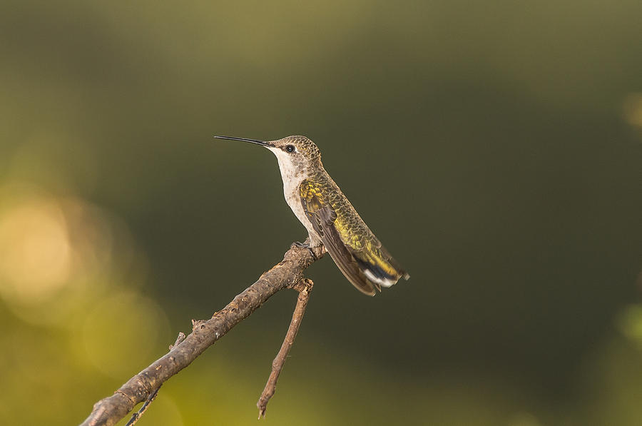 Hummingbird 9 Photograph by Victor Culpepper
