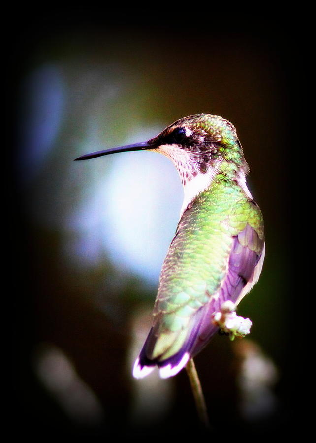 Hummingbird - 9317-011 Photograph by Travis Truelove