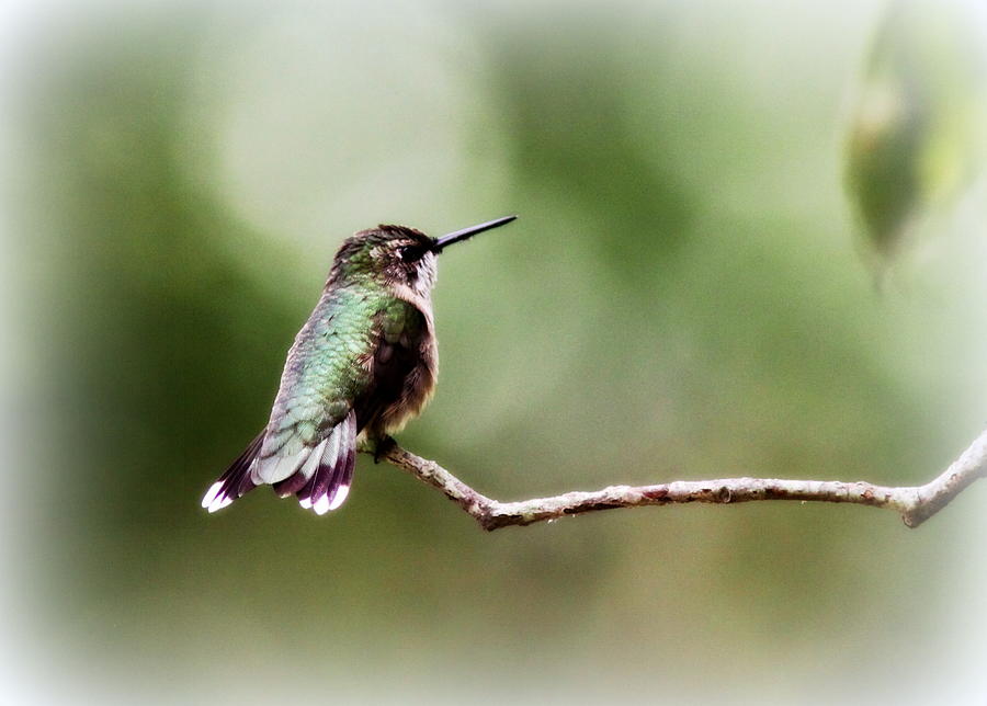 Hummingbird - 9536-002 Photograph