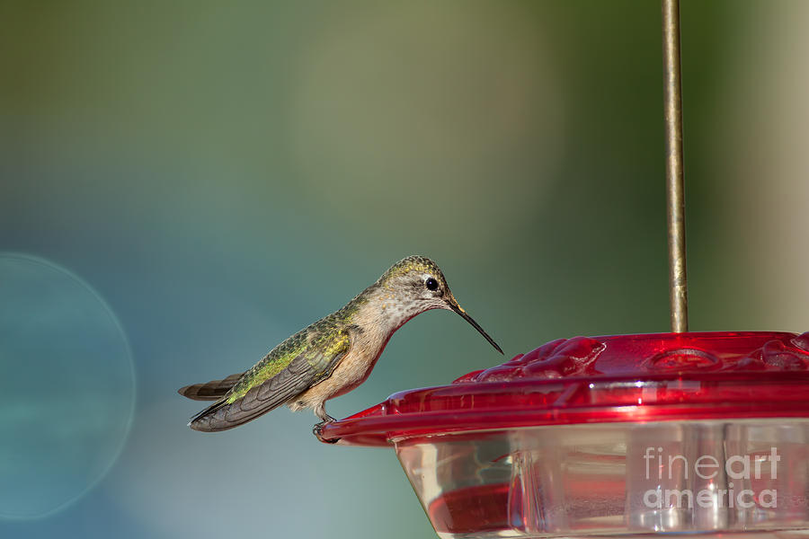 Hummingbird About To Drink Nectar From A Red Bird Feeder