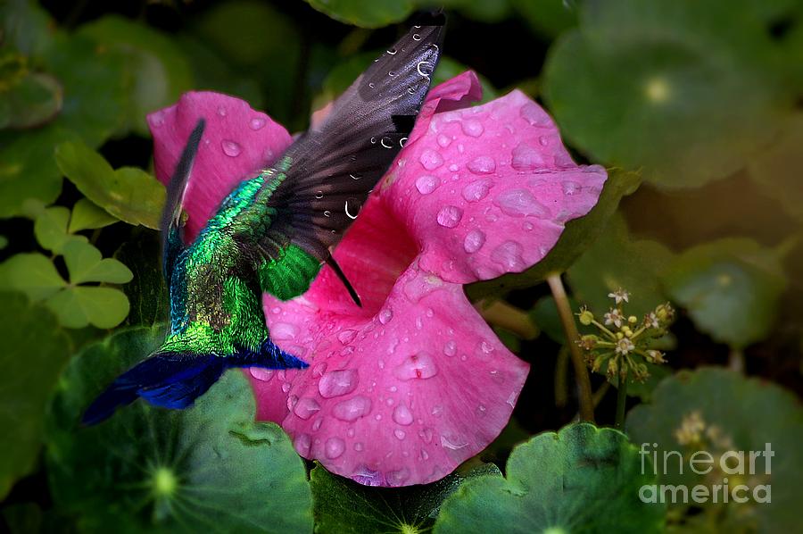 Hummingbird After The Rain Photograph by John  Kolenberg