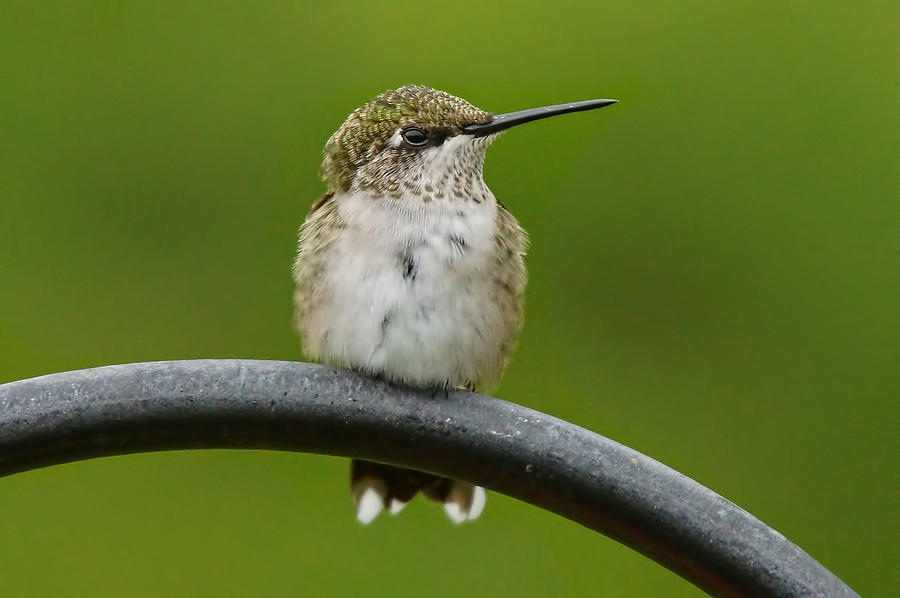Hummingbird Photograph by Alan Hutchins