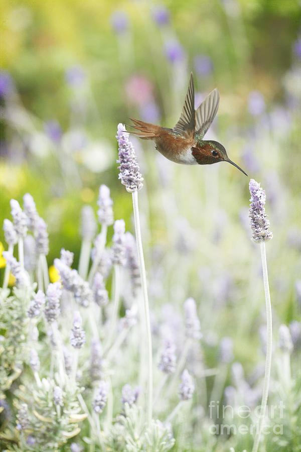 Hummingbird Among Lavender Photograph by Susan Gary