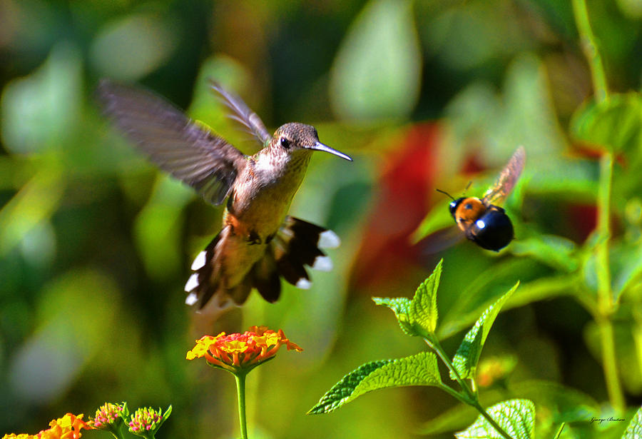 Hummingbird And A Bumblebee 001 Photograph by George Bostian