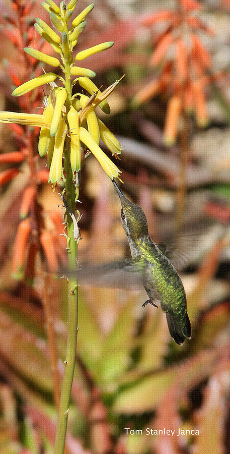 Hummingbird And Aloe Vera Photograph by Tom Janca
