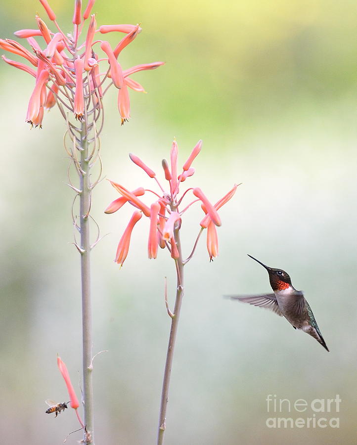 Hummingbird and Bee in Company Photograph by Wayne Nielsen
