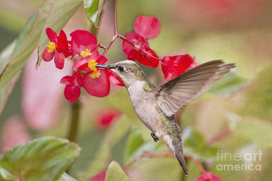 Hummingbird and Begonias Photograph by Bonnie Barry