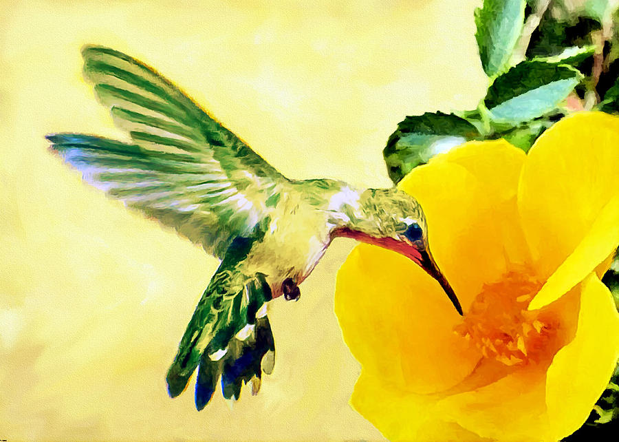 Hummingbird And California Poppy Photograph