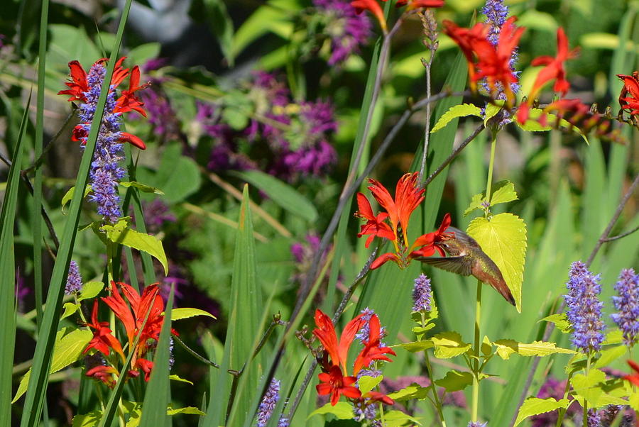 Hummingbird and Crocosmia Lucifer Photograph by Michelle Calkins