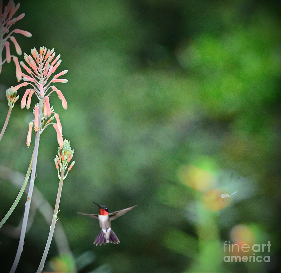Up Movie Photograph - Hummingbird and Dragonfly Imagine by Wayne Nielsen