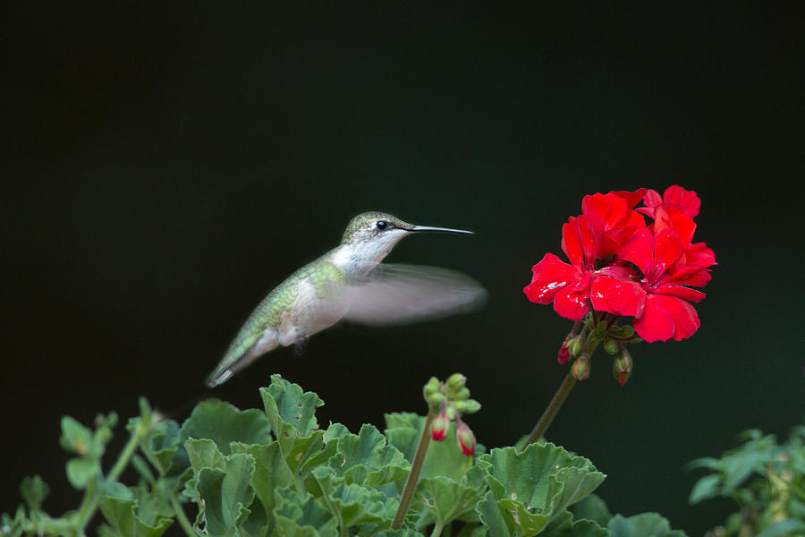 Hummingbird and Flower Photograph by Jack Nevitt