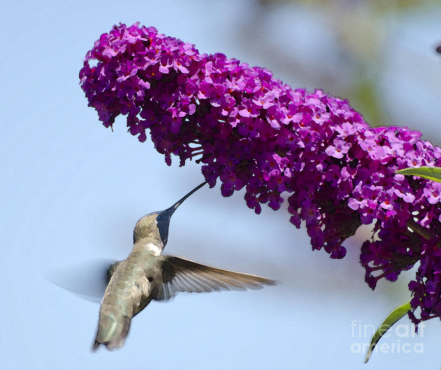 Hummingbird and flower Photograph by Jim And Emily Bush