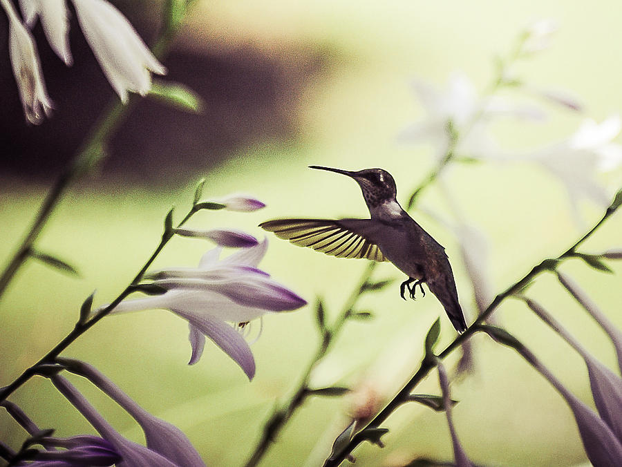 Hummingbird Photograph - Hummingbird and flowers 2 by All Around The World