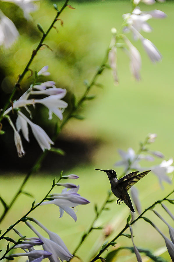 Hummingbird Photograph - Hummingbird and flowers 3 by All Around The World