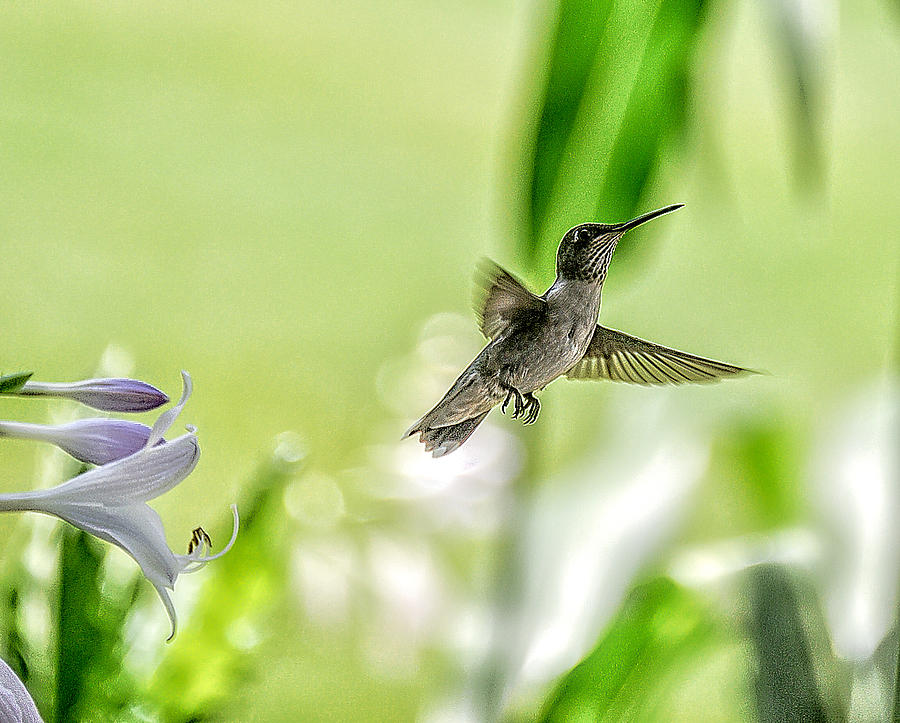 Hummingbird Photograph - Hummingbird and flowers 5 by All Around The World