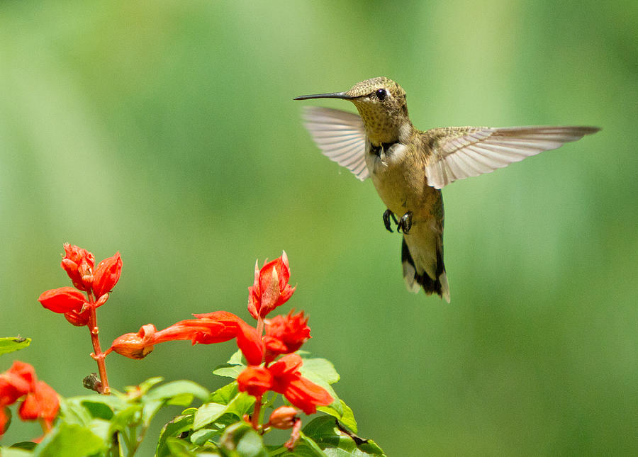 Hummingbird and flowers Photograph by Jack Nevitt - Fine Art America