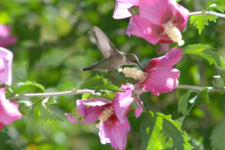 HUMMINGBIRD and  HIBISCUS Photograph by Janice Adomeit
