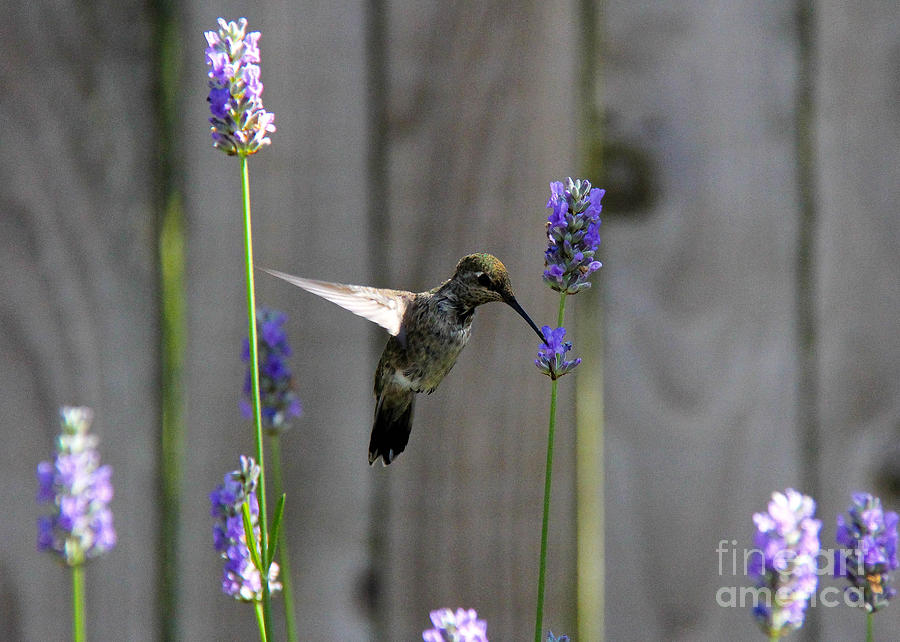 Hummingbird and Lavender Photograph by SnapHound Photography