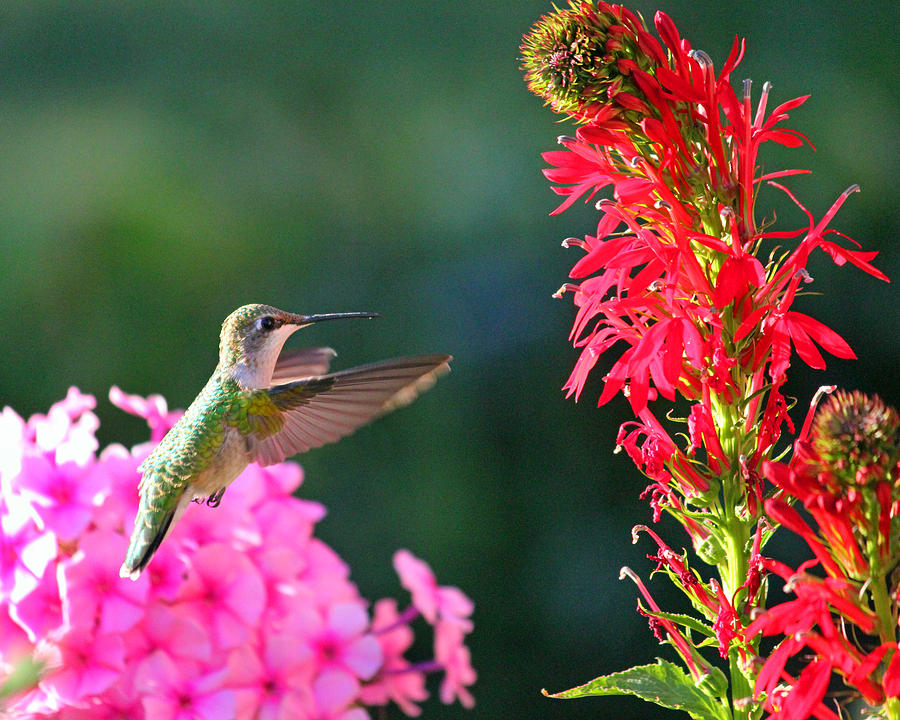 Hummingbird and Lobelia cardinalis Photograph by Brook Burling