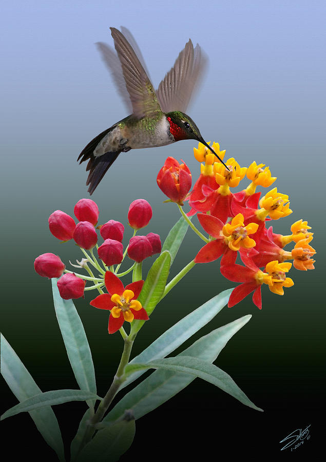 Hummingbird and Mexican Butterfly Weed Digital Art by M Spadecaller