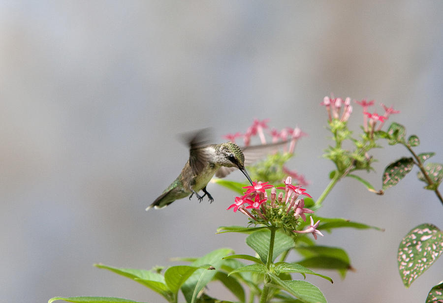 Hummingbird and Penta Photograph by Robert Camp