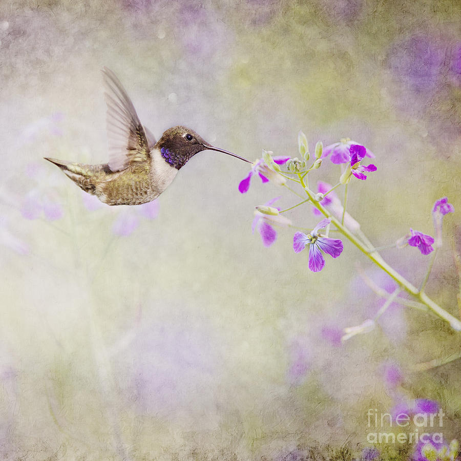 Hummingbird and Purple Flowers Photograph by Susan Gary