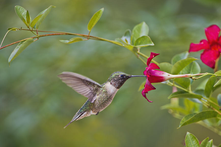 Hummingbird and Red Mandevilla Photograph by Bonnie Barry