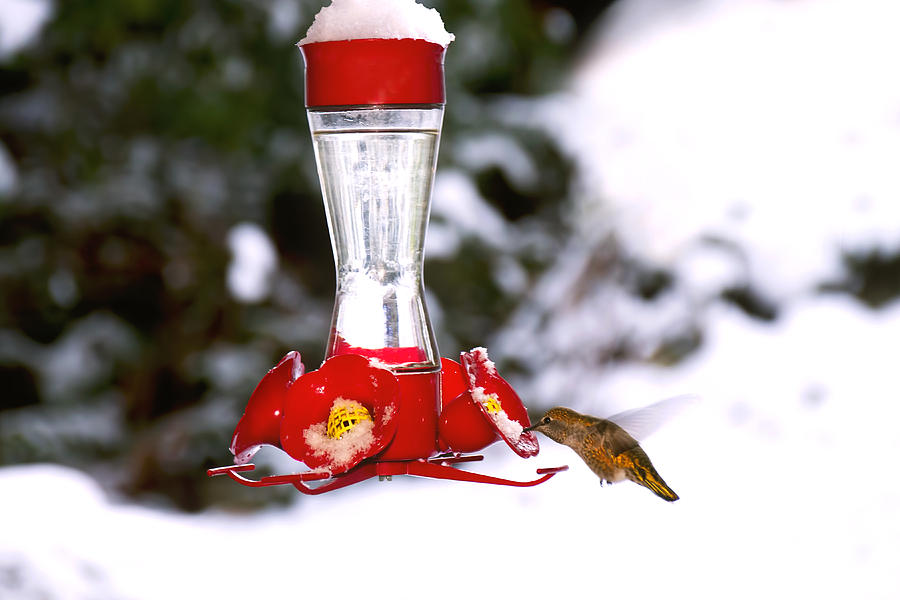 Hummingbird and Snow in Winter Photograph by Peggy Collins