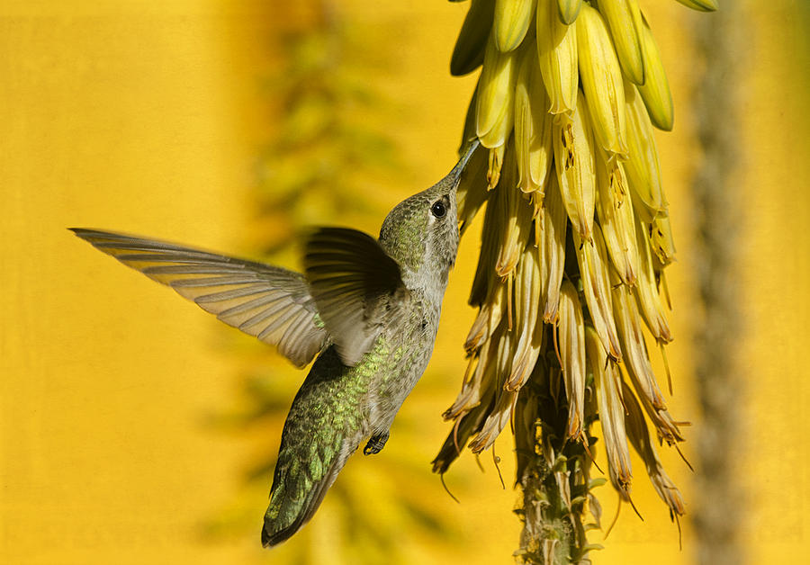 Hummingbird and the Aloe Blooms Photograph by Saija Lehtonen