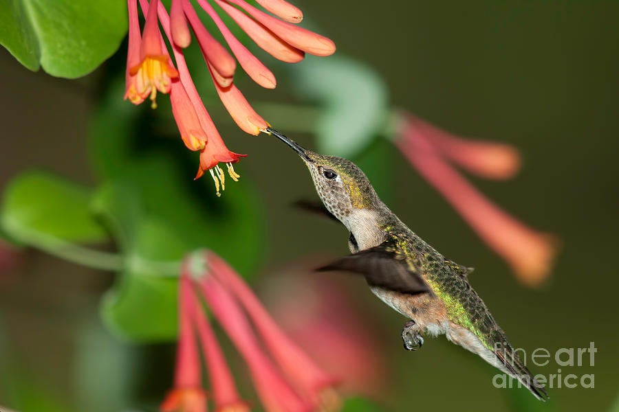 Hummingbird Photograph - Hummingbird and the honeysuckle by Steven Grogger