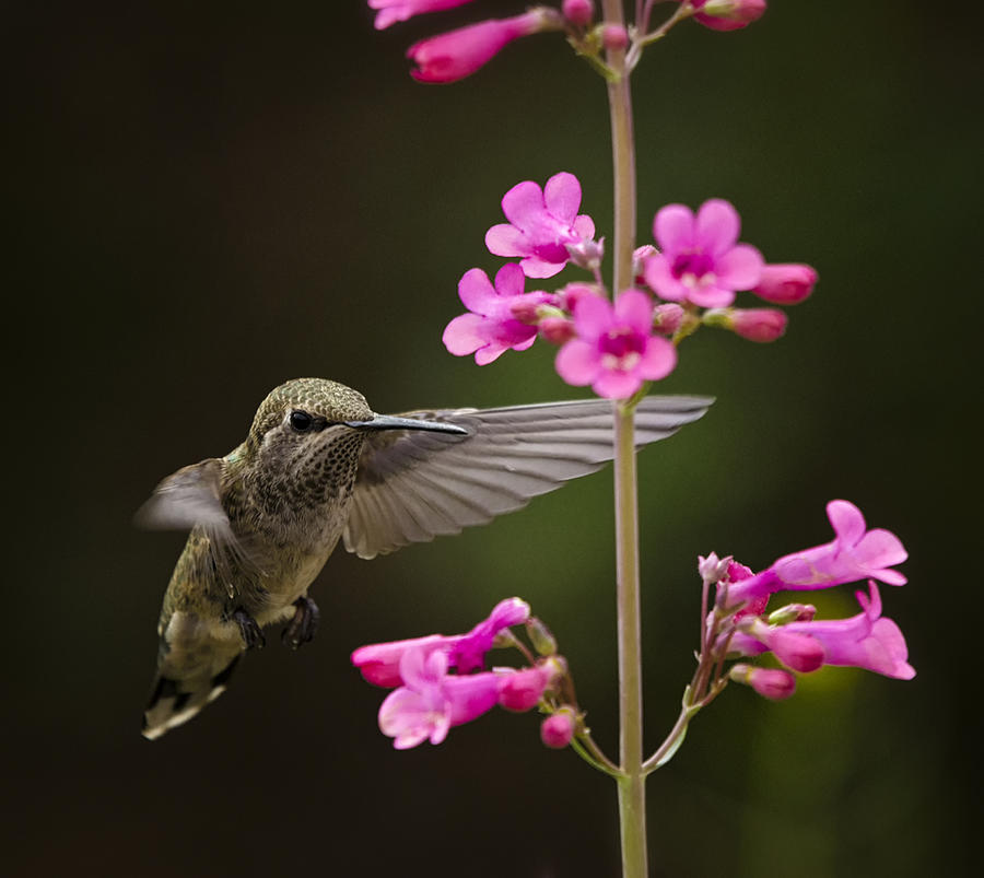 Hummingbird and the Pink Penstemon  Photograph by Saija Lehtonen