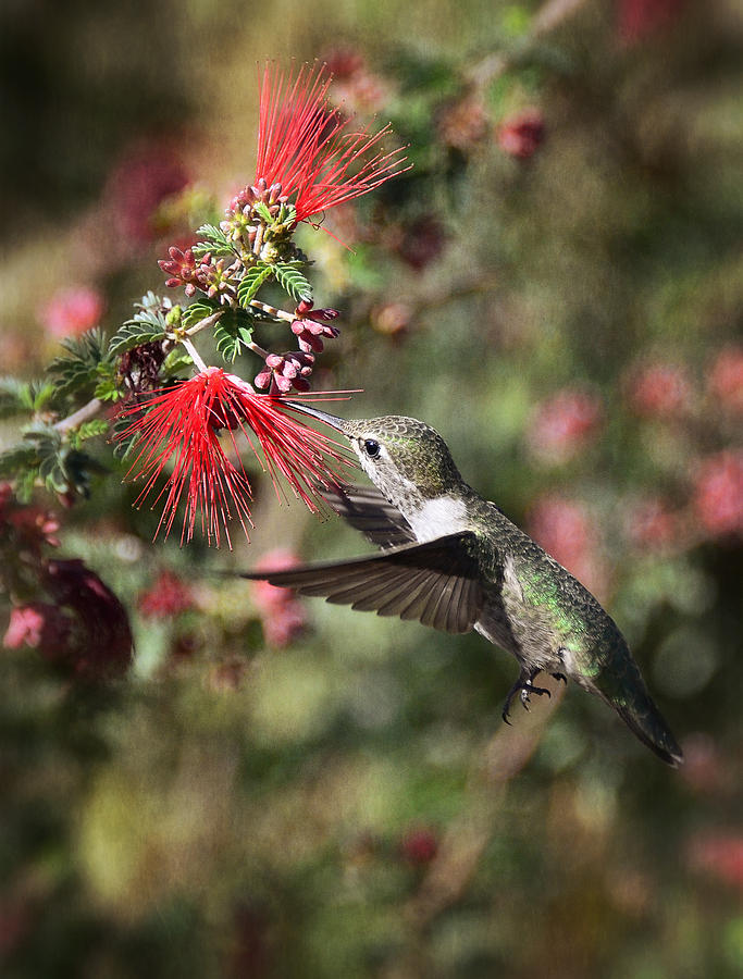 Hummingbird and the Red Feather Duster  Photograph by Saija Lehtonen